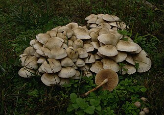 Pholiota graminis