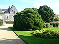 A Cryptomeria japonica cultivar, name unknown