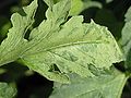 Tomate mit Silberblatt / tomato leaf with silvering (genetic disorder)