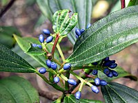 Viburnum davidii