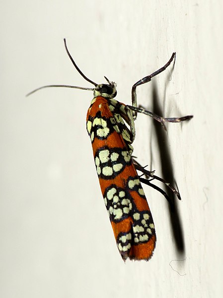 File:Ailanthus Webworm Moth (34200152631).jpg