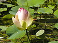 Deutsch: Indischer Lotus im Botanischen Garten Bochum. English: Indian lotus in the Bochum botanical garden.