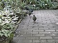 Deutsch: Bodenbewohnende Vögel im Tropenhaus des Botanischen Gartens Bochum. English: Ground-dwelling birds in the tropical greenhouse of the Bochum botanical garden.