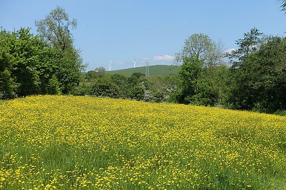 Buttercups on a meadow near Carsington Water, Derbyshire