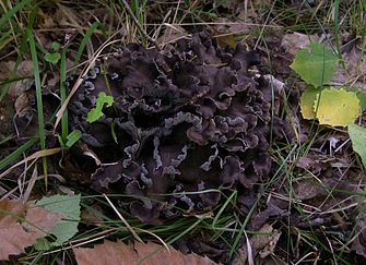 Cantharellus cinereus