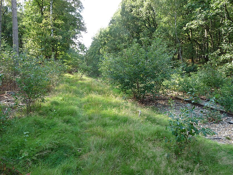 File:De Meinweg spoor 2021 08.jpg