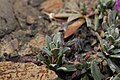 Douglasia nivalis