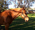 Flat nylon web halter (or headcollar)