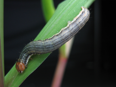 August 19: Plant volatiles released by corn plants may help the caterpillar Mythimna separata avoid predators.