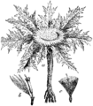 Carlina acaulis Brezstebelna kompáva plate 425 in: Martin Cilenšek: Naše škodljive rastline Celovec (1892)