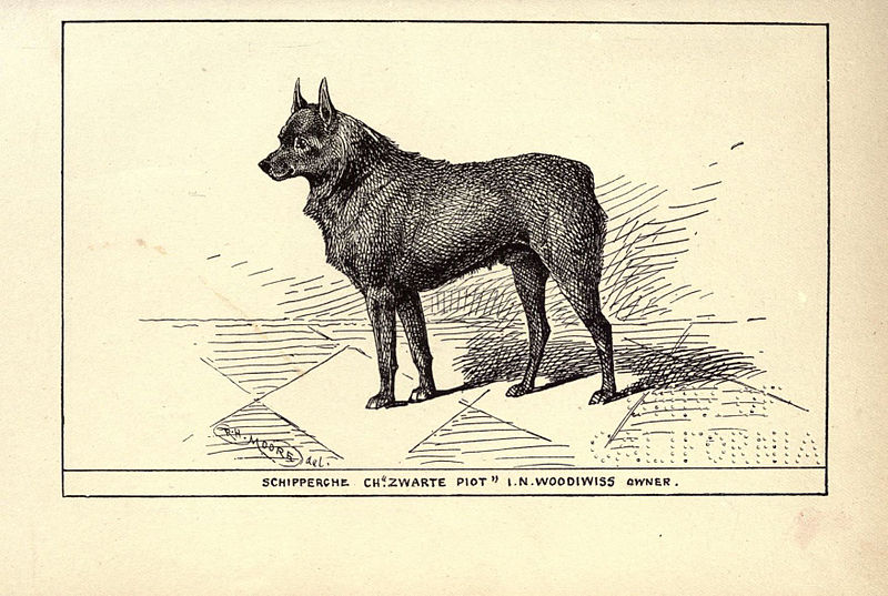 File:Schipperche BDL.jpg