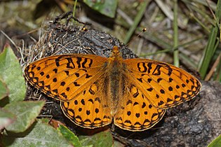 Speyeria coronis