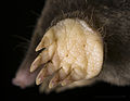 * Nomination Mole hand.--Archaeodontosaurus 07:35, 10 December 2012 (UTC) * Promotion Very good. --Selbymay 07:58, 10 December 2012 (UTC)