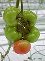 Tomatenfrucht mit BER / tomato fruit with BER