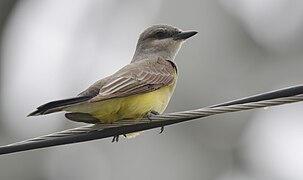 Western Kingbird - 17801326629.jpg