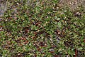 Arctostaphylos nevadensis