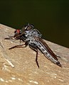 Deutsch: Raubfliege - Weibchen mit Beute (Tolmerus pyragra) English: Robber fly with prey