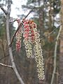 Male catkins