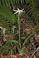   Erythronium oregonum