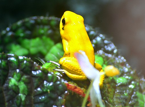 Golden Poison Frog