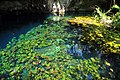 Grand Cenote, Tulum