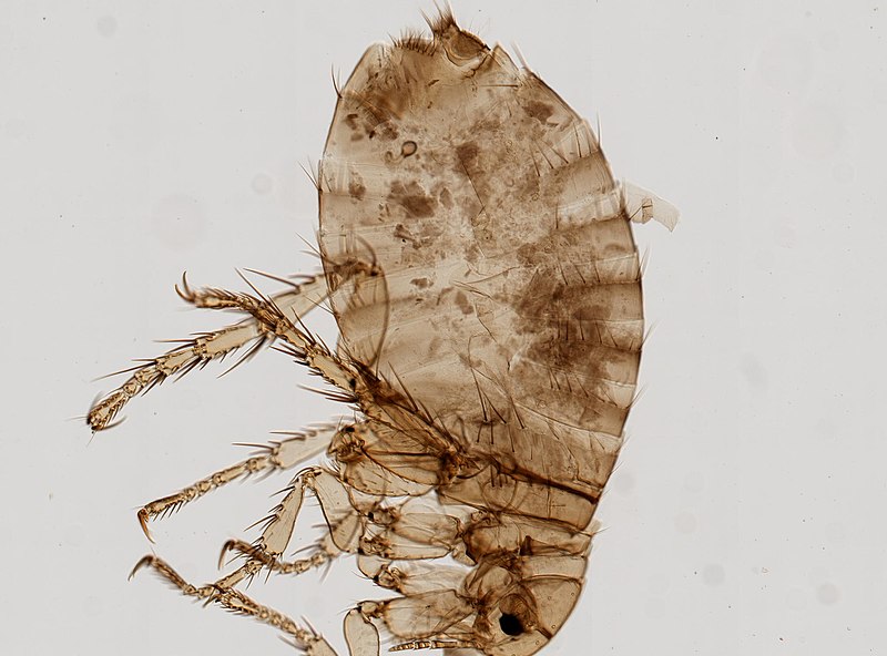 File:Pulex irritans (YPM IZ 093762).jpeg