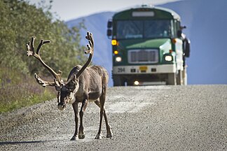 A caribou on a road in Denali National Park