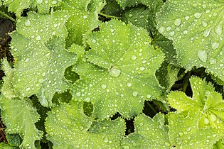 Ultrahydrophobicity of leaves