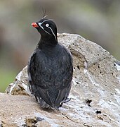 Whiskered Auklet.jpg