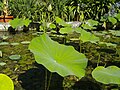 Deutsch: Indischer Lotus im Botanischen Garten Bochum. English: Indian lotus in the Bochum botanical garden.