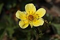 Potentilla glandulosa