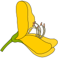 Fleur de genêt.svg