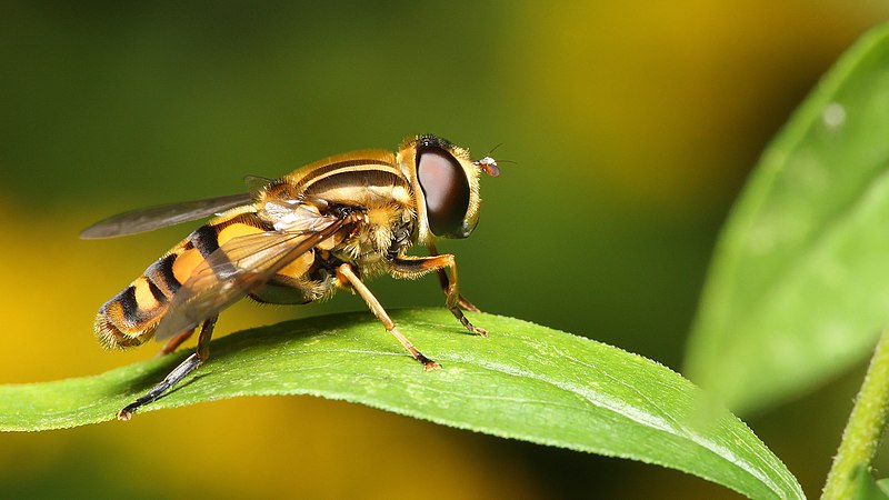 File:Helophilus intentus.jpg