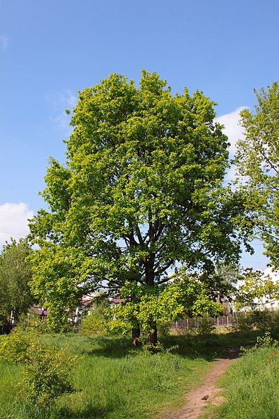 File:Quercus robur Marki.JPG