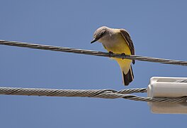 Western Kingbird - 18125252875.jpg