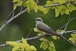 Western Kingbird - 52266140798.jpg