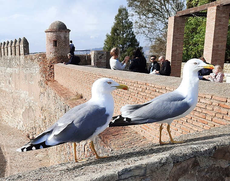 File:20211118.Málaga-Alcazaba.-036.1.jpg