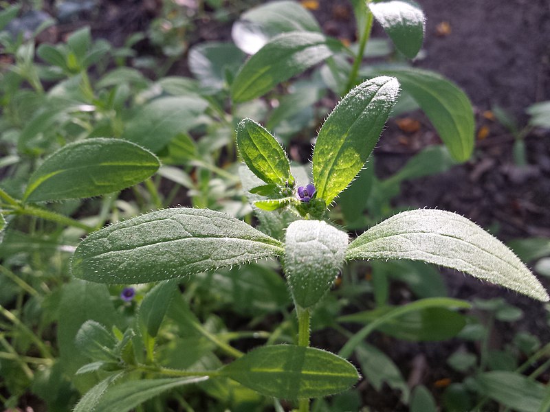 File:Asperugo procumbens sl26.jpg