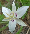 Calochortus lyallii near Peshastin, Chelan County Washington