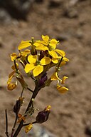 Erysimum capitatum