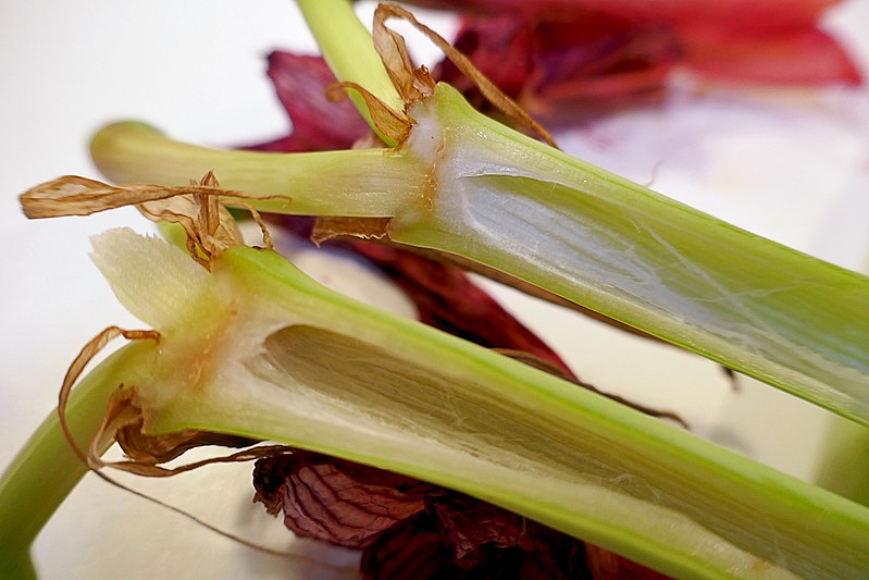 File:Hippeastrum stem section 04.jpg