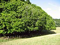 Mature trees in Cornwall Park, Auckland, New Zealand