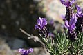 Close-up on the flower head of Lavandula stoechas