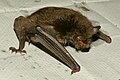 Myotis daubentonii, Hamburg, Germany