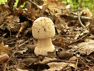 Amanita rubescens