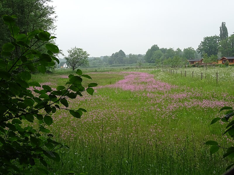 File:Feuchtbiotop Hamburg-Niendorf.jpg