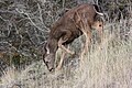 Odocoileus hemionus