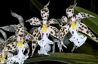 Odontoglossum blandum Oncidium blandum