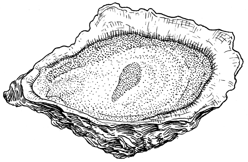 File:Oyster 2 (PSF).png