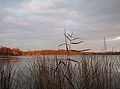 der Petzinsee ist ein Nebensee der Havel und eine ehem. Bucht des Templiner Sees